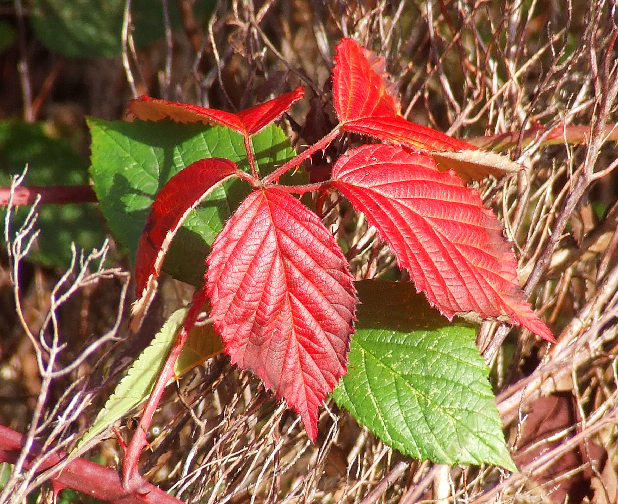 FIRST SIGN OF AUTUMN Bill Bagley Photography